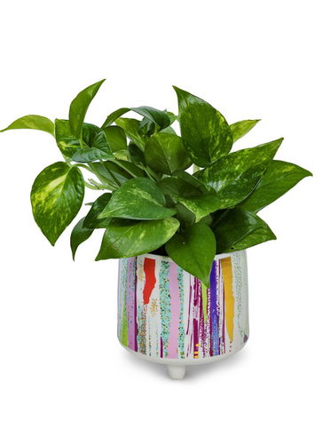 Green Money Plant in a Designer Ceramic Pot